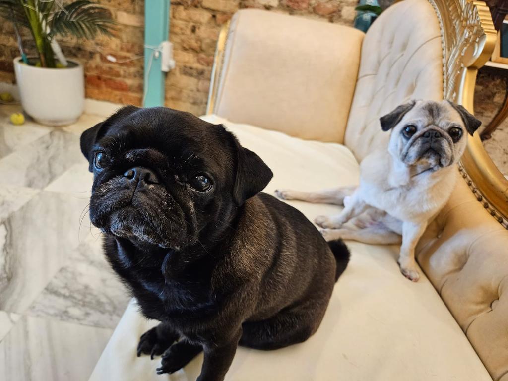 d71f5935-da65-4cbf-8945-126093fb2e76